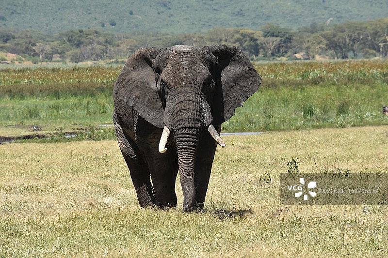 草地上的大象图片素材