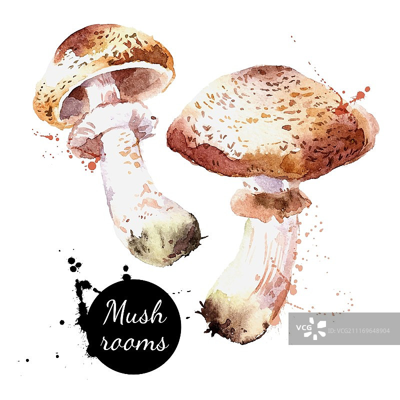 水彩手绘野生森林蘑菇香槟。孤立的生态天然食品蔬菜载体插图在白色背景上图片素材