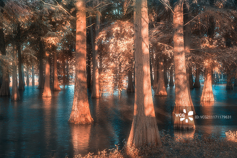 清溪郊野公园的水上森林图片素材
