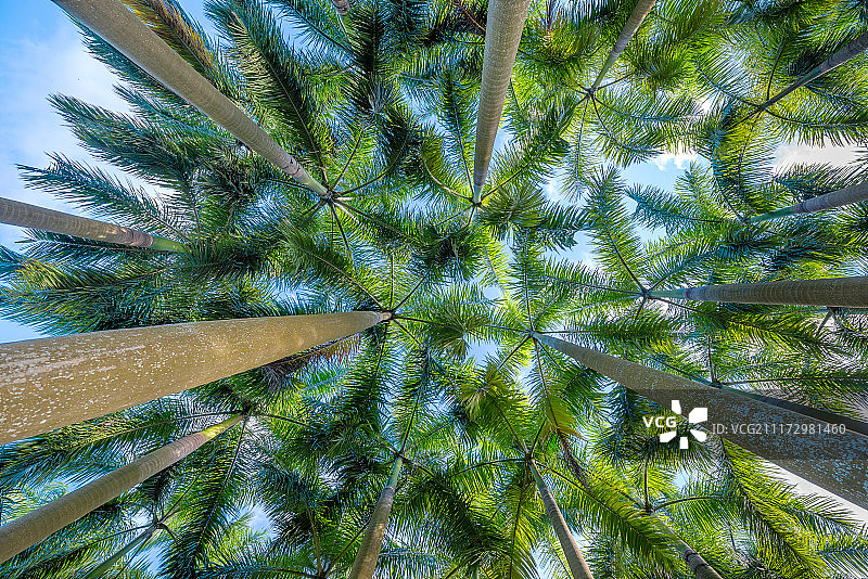 低视角下的椰树林图片素材