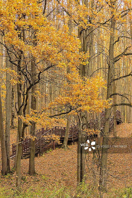 树林里的秋天的颜色图片素材