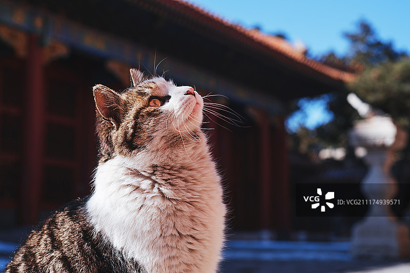 紫禁城的流浪猫图片素材