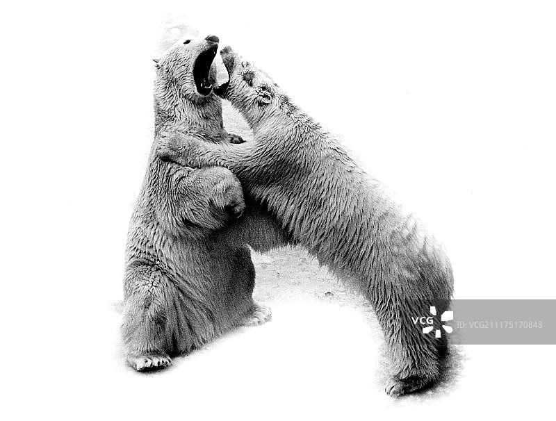 两只北极熊互相争斗，大约在20世纪70年代，确切的地点是欧洲的奥地利图片素材