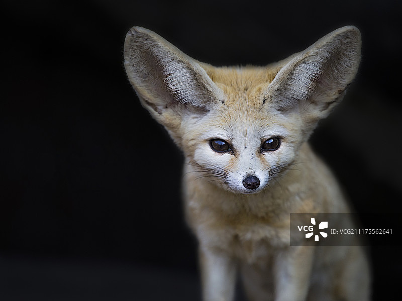 耳廓狐图片素材