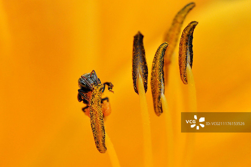 黄蜂的画像图片素材