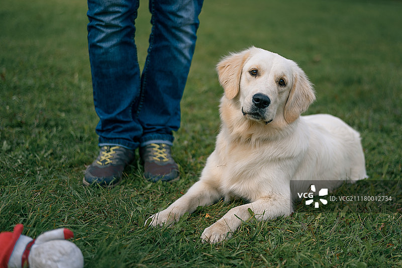 一只白色的拉布拉多寻回犬躺在主人脚边的草地上图片素材