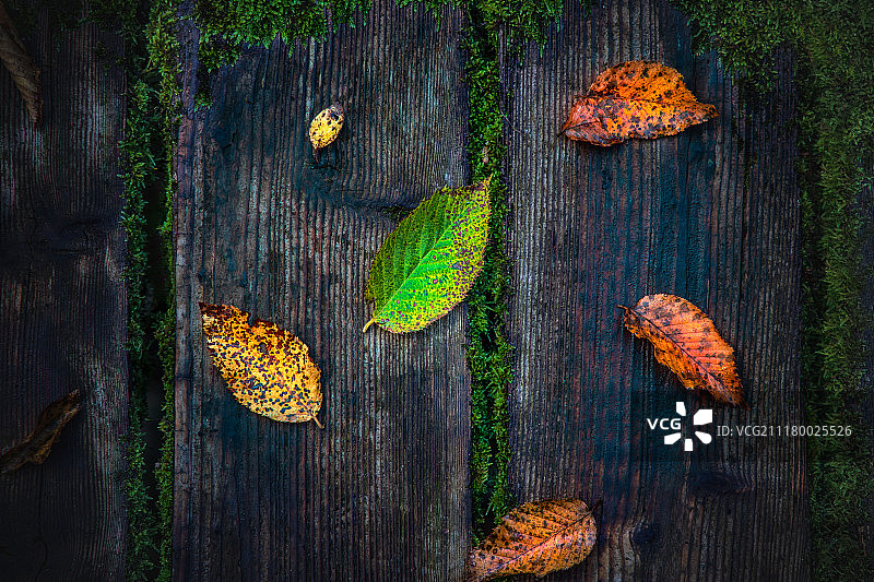 鲜艳多彩的秋叶在质朴的木制背景上图片素材
