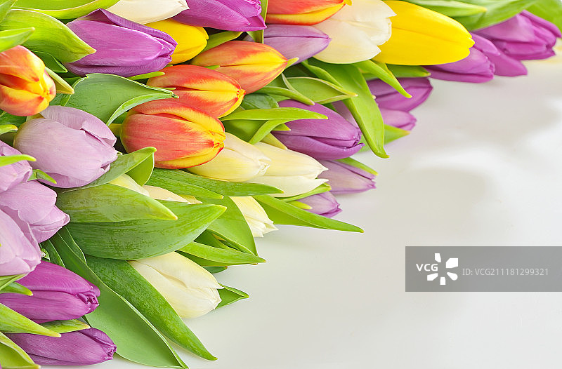 五彩缤纷的春天郁金香花束的细节图片素材