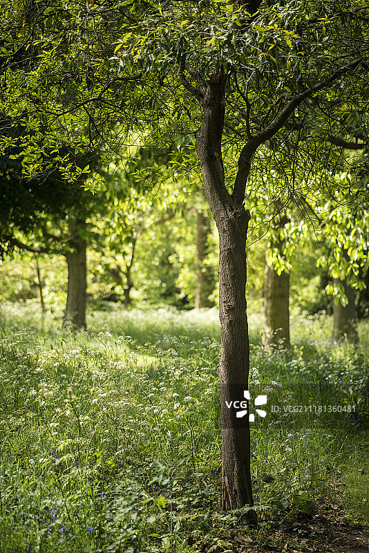 美丽的浅浅的田野，清新的风景，英国森林和乡村在春天的阳光图片素材
