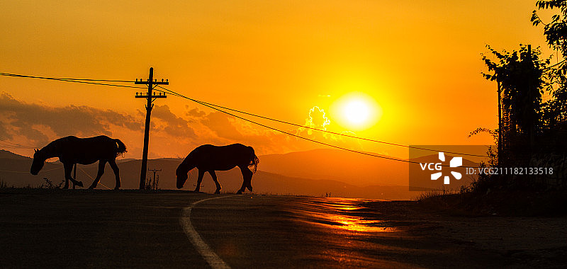 两匹马走过马路的剪影图片素材