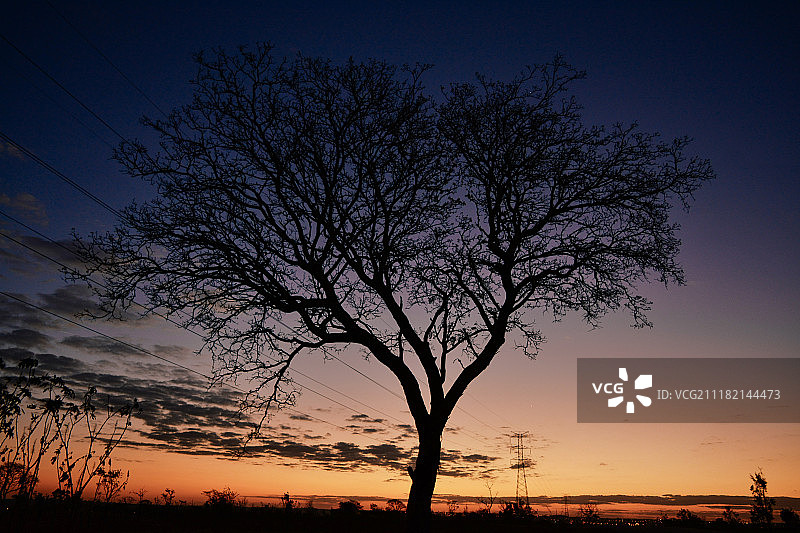 日落时树的剪影图片素材