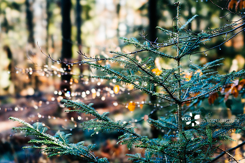 黑森林冬日的太阳图片素材