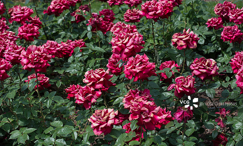 美丽的新鲜玫瑰作为春天的背景图片素材