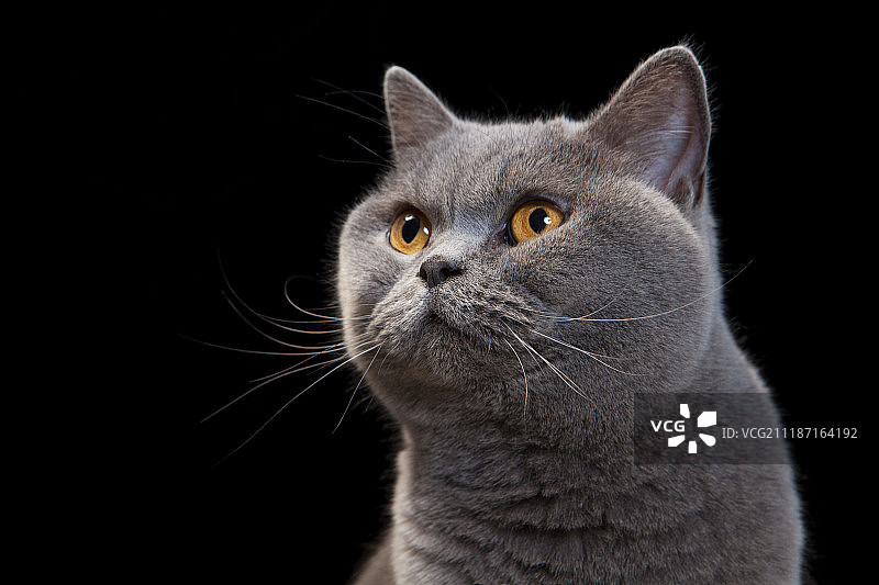灰色的猫肖像在黑色的背景图片素材