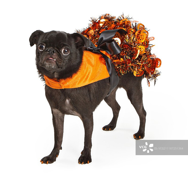 黑色的哈巴狗穿着橙色的万圣节礼服图片素材