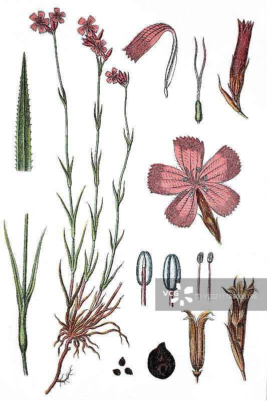 石竹粉，药用植物，作物植物，色版印刷术，约1870年图片素材