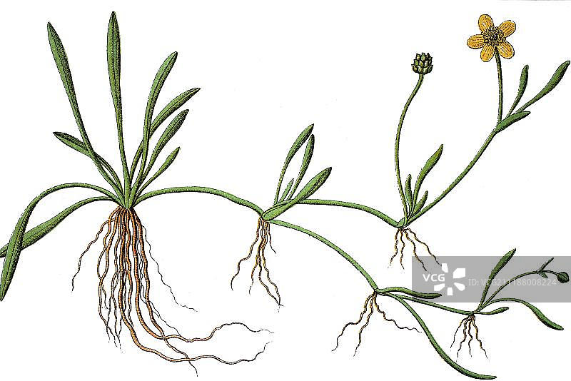 匍匐毛茛(毛茛属)，药用植物，有用植物，色版画，约1790年图片素材