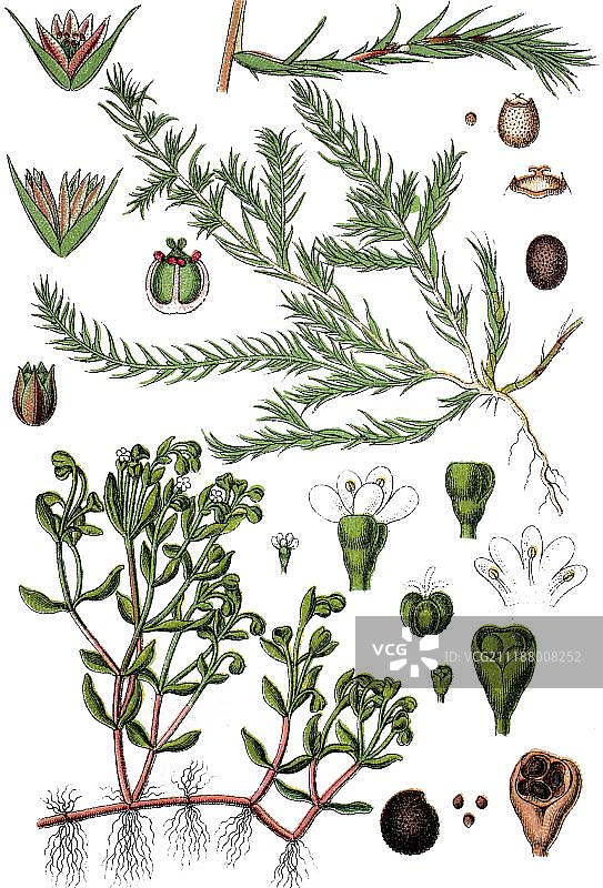 水闪(Montia minor)和珊瑚项链(Illecebrum verticillatum)，右，药用植物，有用植物，色版画，约1790年图片素材