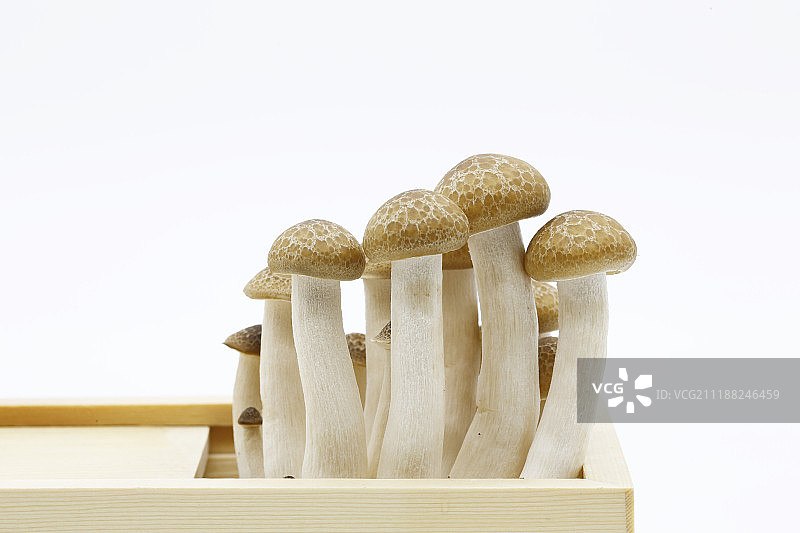 海鲜菇灰色蘑菇特写图片素材