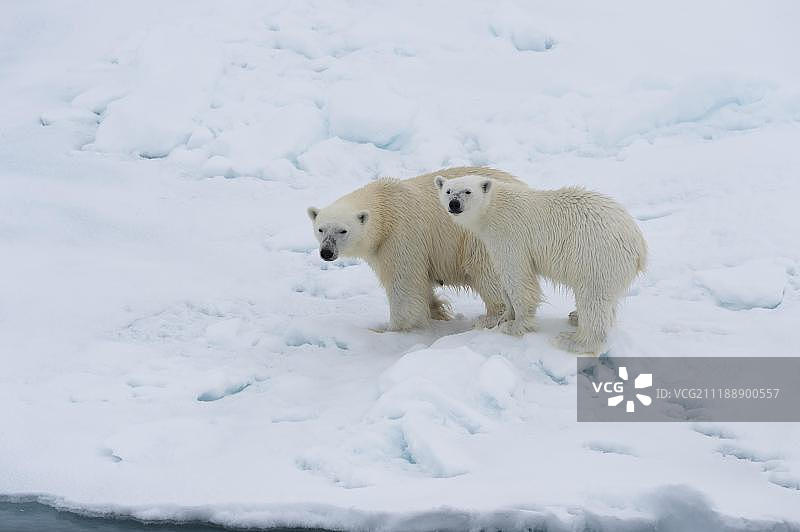 斯匹次卑尔根岛，斯瓦尔巴特群岛，挪威，欧洲，北极熊妈妈带着幼崽在融化的浮冰边缘图片素材