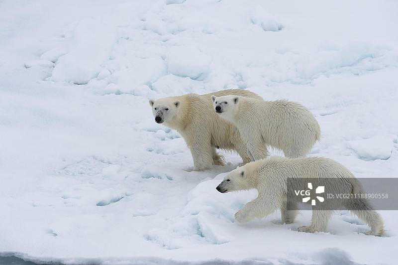 北极熊妈妈带着两只小熊在浮冰上，斯匹次卑尔根岛，斯瓦尔巴特群岛，挪威，欧洲图片素材