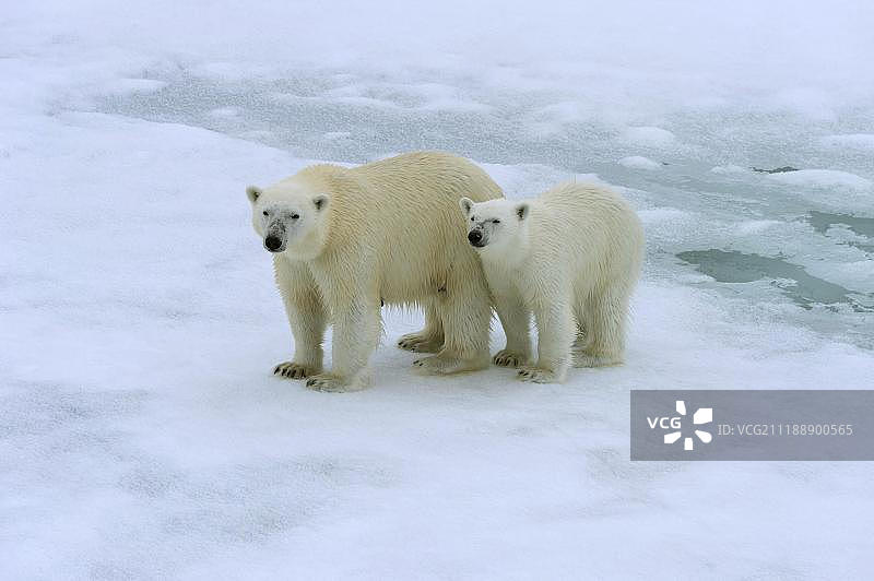 斯匹次卑尔根岛，斯瓦尔巴特群岛，挪威，欧洲，北极熊妈妈带着幼崽在融化的浮冰上图片素材
