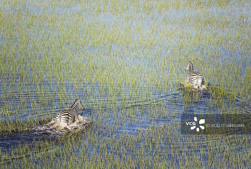波切尔斑马(伯切利斑驴)，漫步在淡水沼泽，鸟瞰图，奥卡万戈三角洲，莫雷米保护区，博茨瓦纳，非洲图片素材