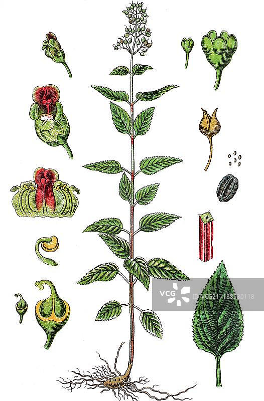 苦艾，林地苦艾，或普通苦艾(玄参)，药用植物，有用植物，色板印刷术，1888年图片素材