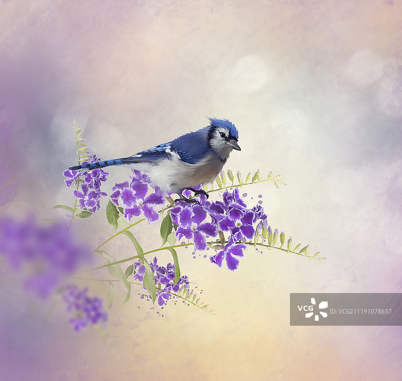 蓝色松鸦栖息在蓝色花水彩画图片素材