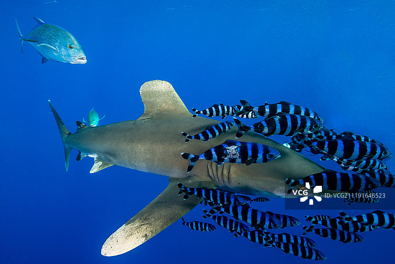 红海远洋白鳍鲨图片素材