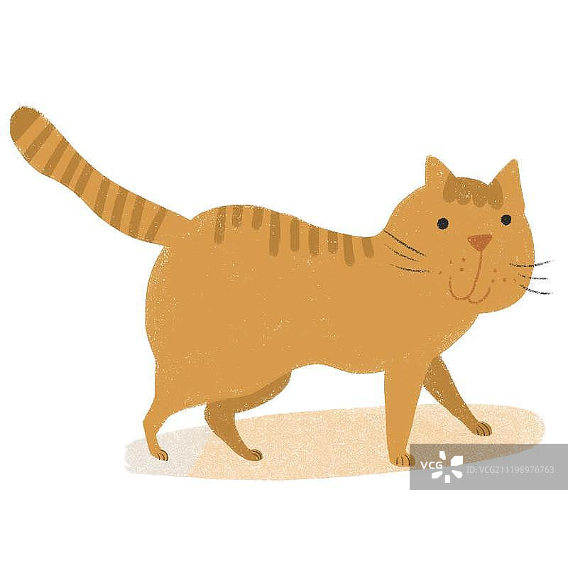 可爱的橘色猫咪图片素材