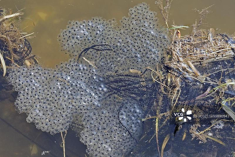 普通蟾蜍(Bufo Bufo)蟾蜍产卵和普通蛙(Rana temporaria)蛙产卵水，诺福克，英格兰，英国，欧洲图片素材
