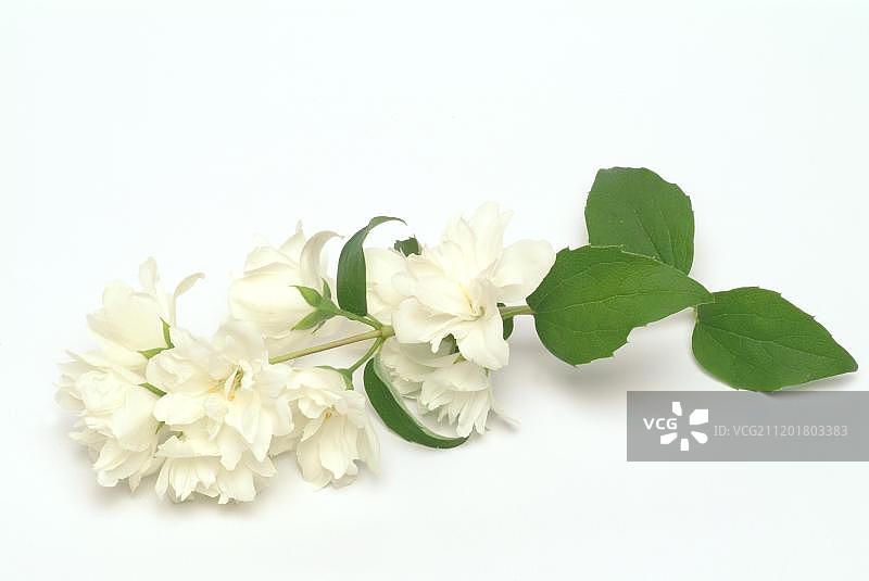 黄色茉莉花，卡罗来纳茉莉或晚喇叭花(Gelsemium sempervirens)，药用植物图片素材