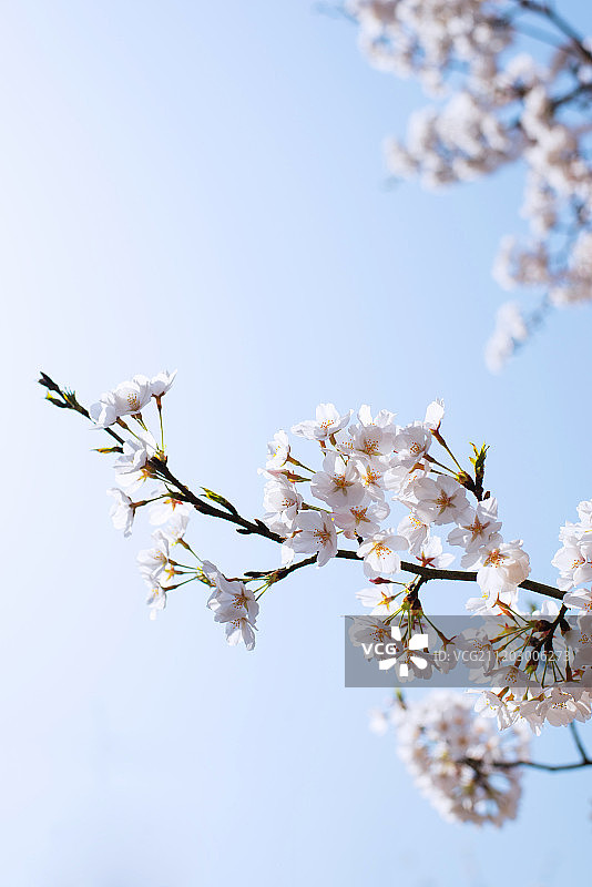 Cherry blossoms图片素材