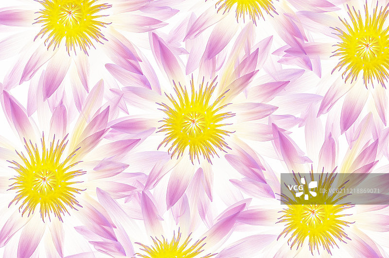 透光下新鲜美丽的莲花花瓣背景图片素材