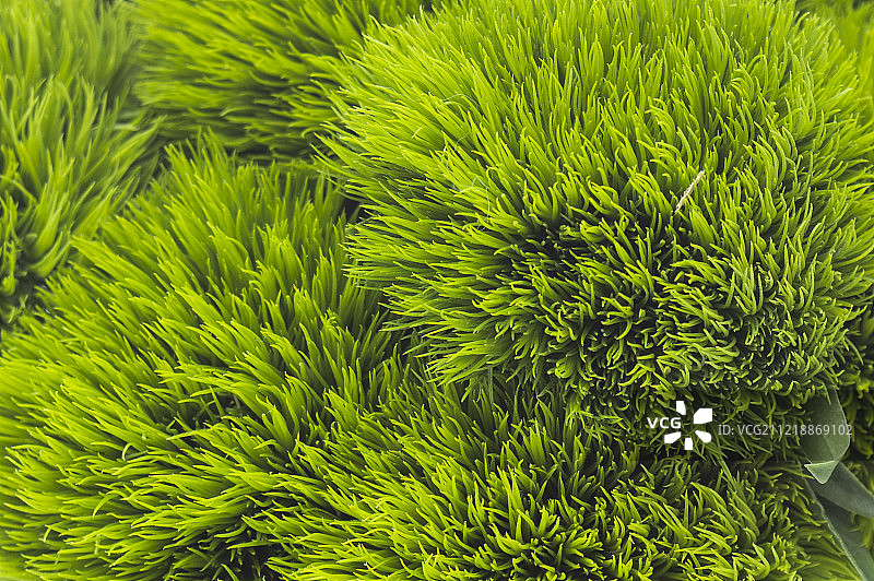 透光下新鲜美丽的绿石竹背景图片素材