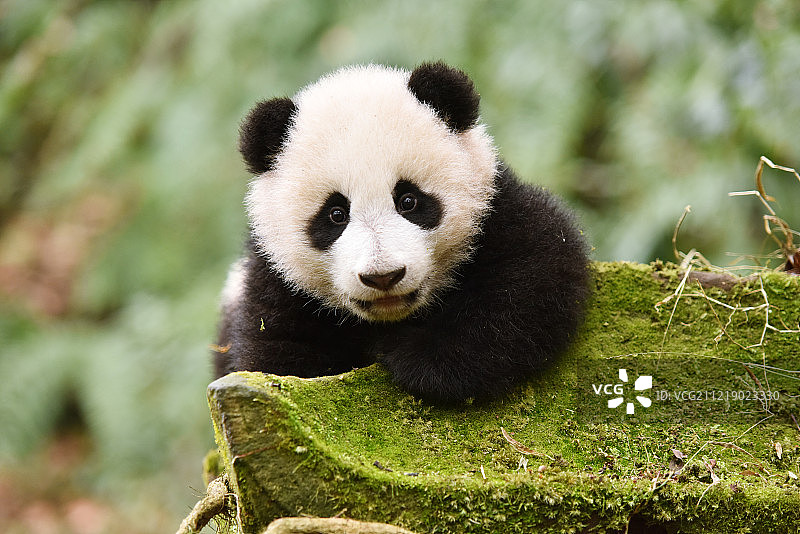 大熊猫,中国图片素材