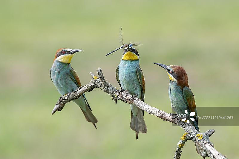 三只食蜂鸟(鸟雀)喙中蜻蜓坐在树枝上，匈牙利基斯昆萨格国家公园，欧洲图片素材
