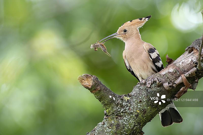 欧洲匈牙利基斯昆萨格国家公园，戴胜鸟(乌pupa popops)叼着猎物坐在树枝上图片素材