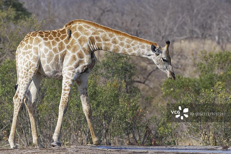 南非长颈鹿(长颈鹿)，成年雄性在水坑与两只红嘴牛啄木鸟(红喙布菲格斯)，南非克鲁格国家公园图片素材
