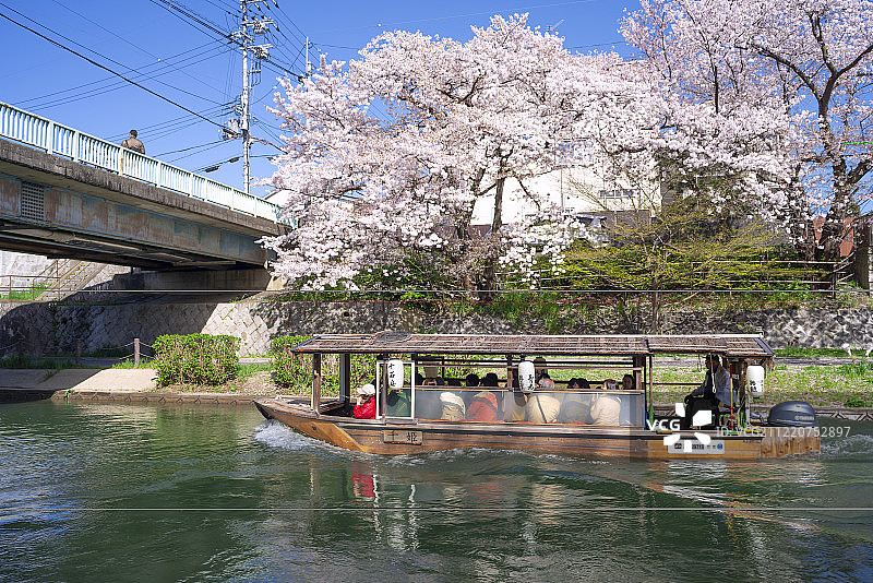 日本京都，阜见，中岛，堀川运河边的樱花游船图片素材