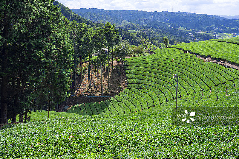 宇司茶园(宇司茶)，位于日本京都和冢町平山地区的圆形茶园图片素材