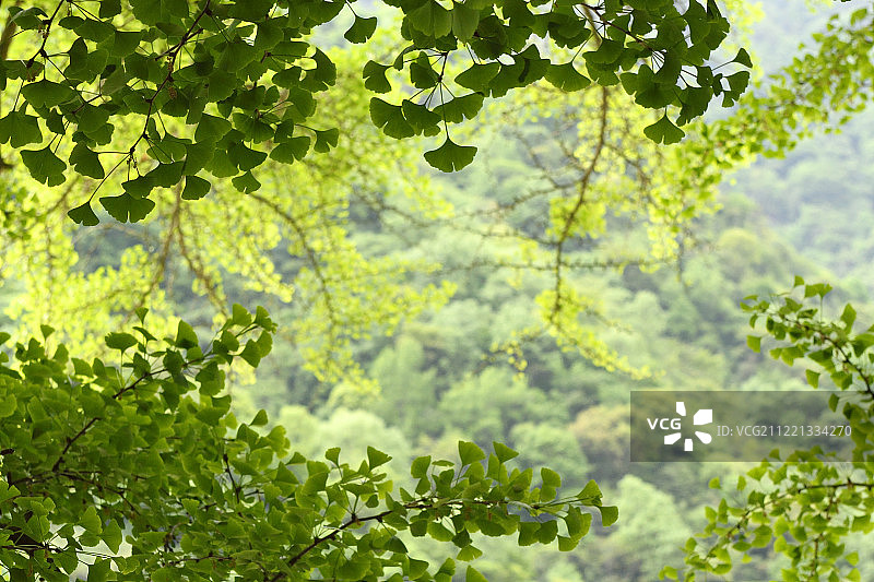 银杏树，白果，唐家河国家级自然保护区，NNR，青川县，四川省，中国图片素材