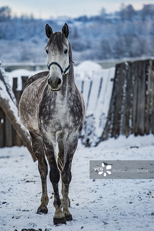 有斑点的灰色马站在雪栏图片素材