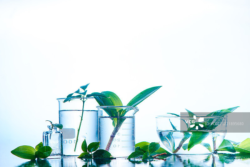 绿色植物在玻璃罐头清澈和新鲜的概念与树叶和水光图片素材