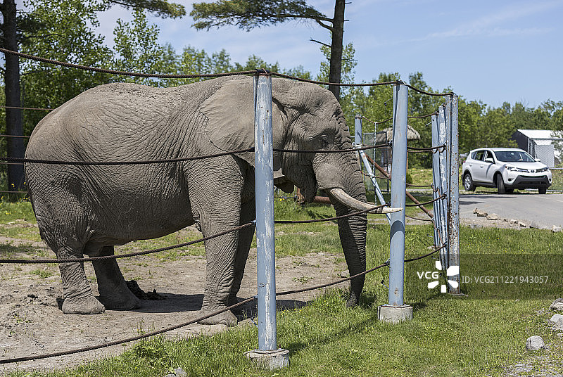 野生动物园:大象的非洲和亚洲种图片素材