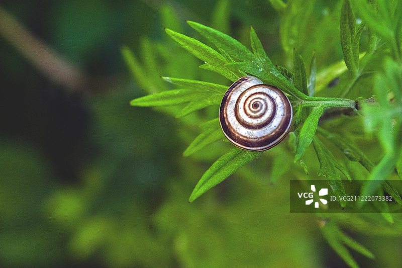 植物中的蜗牛难民图片素材
