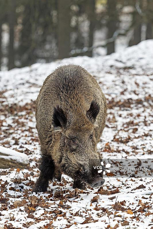 雪中的野猪(Sus scrofa)，圈养，石勒苏益格荷尔斯泰因，德国，欧洲图片素材