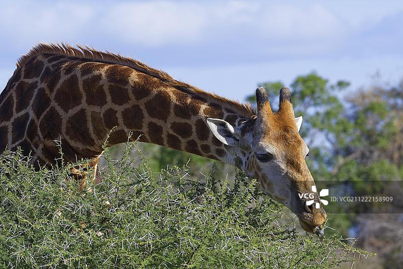 南非长颈鹿(长颈鹿camelopardalis giraffe)，成年，以一种多刺灌木的叶子和刺为食，南非克鲁格国家公园图片素材