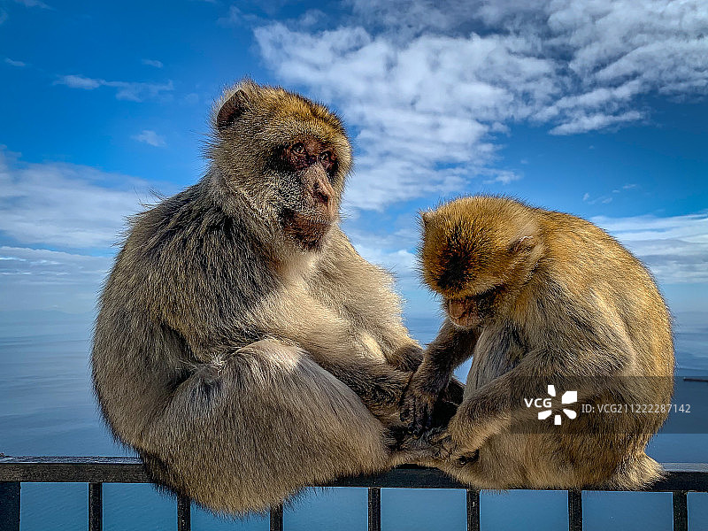 两只巴巴里猕猴坐在海边的栏杆上图片素材